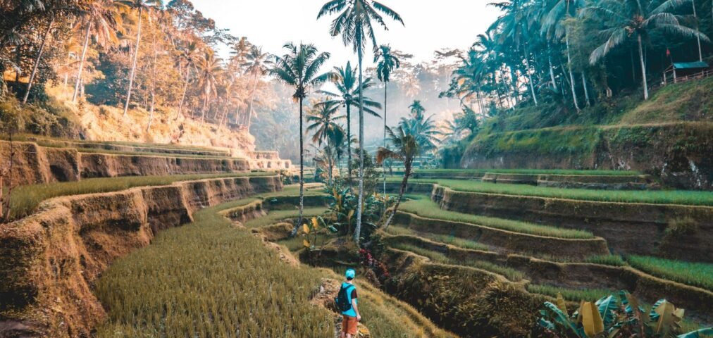 Vd indonesia bali rice terraces - Visa Doctor Dubai
